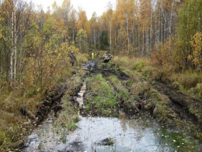 Типичная дорога в сибирском лесу