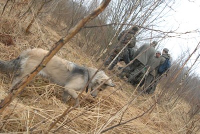 вяжем в пучек кустики, а вдруг выдержат