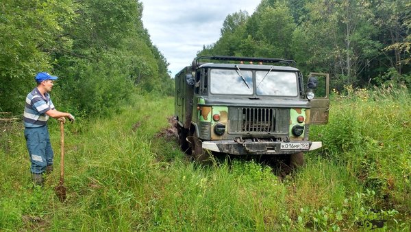 Засадили шишигу на ровном месте