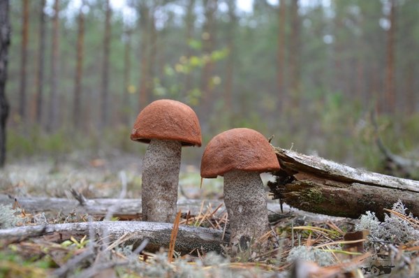DSC_6068.JPG