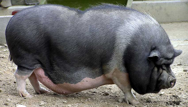 Vietnamese-Potbelly-Pigs-1.jpg